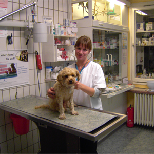 Hund Untersuchung